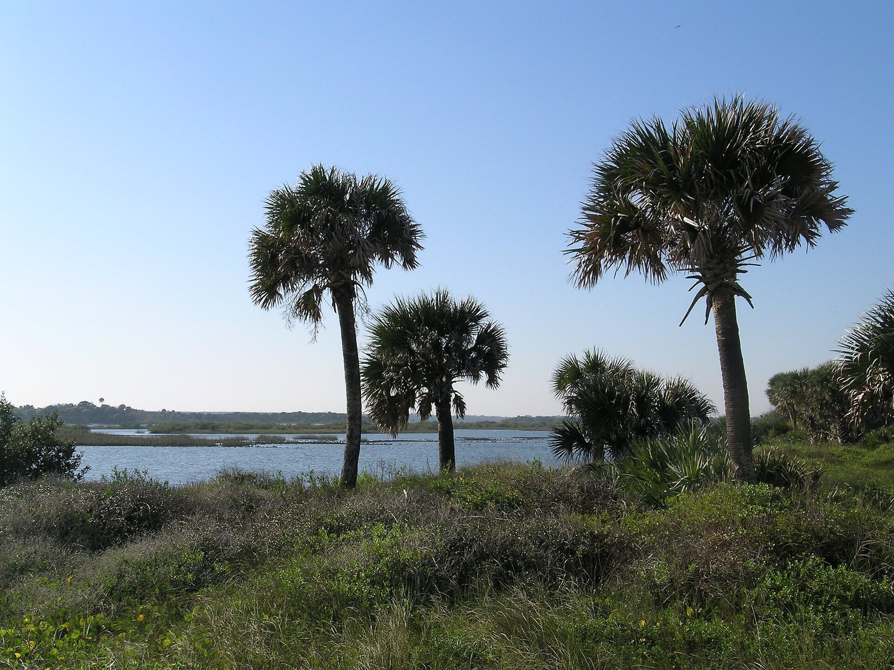 Palms along a Florida wetland shoreline near Tampa Bay.