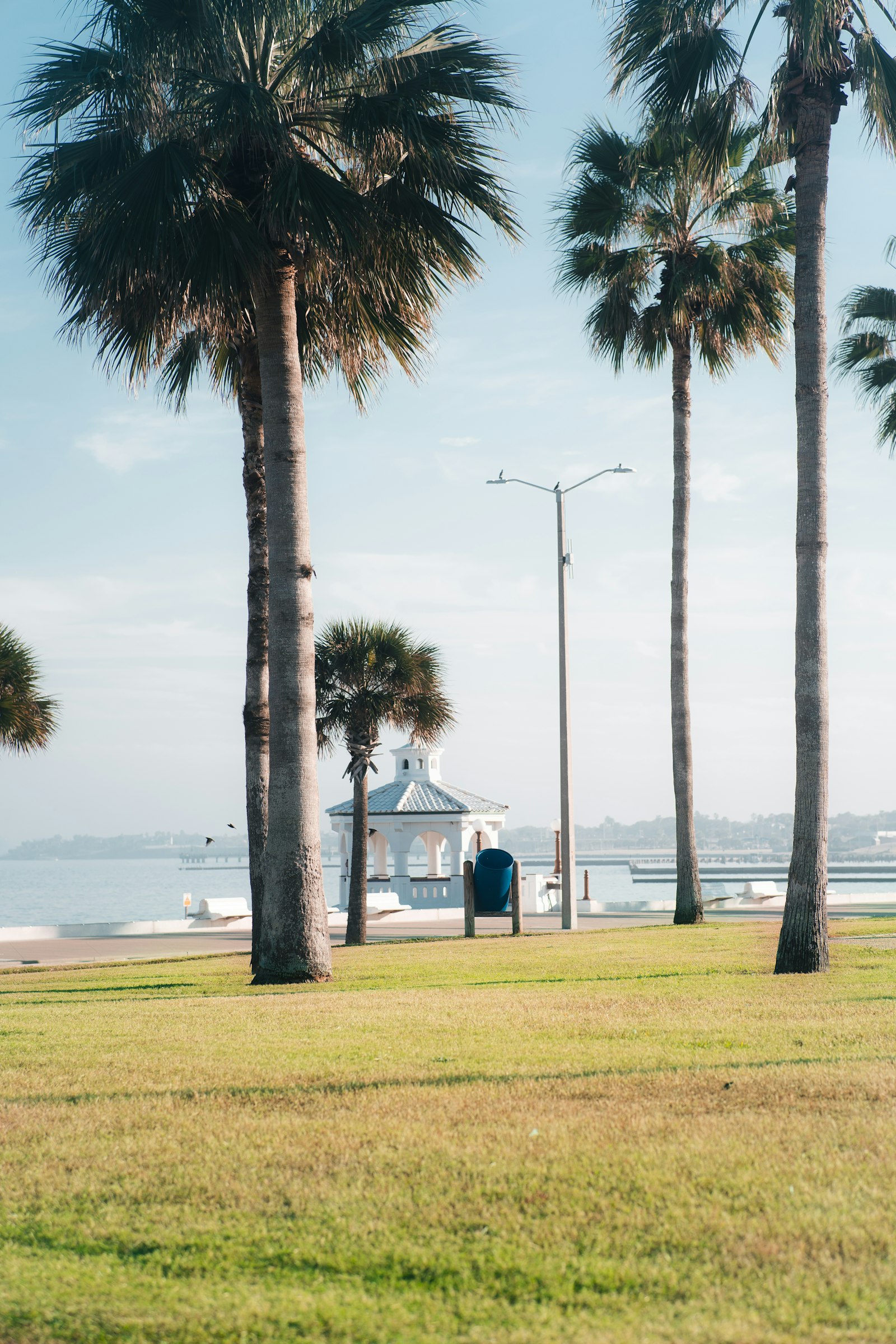 Palms along the Tampa Bay waterfront.